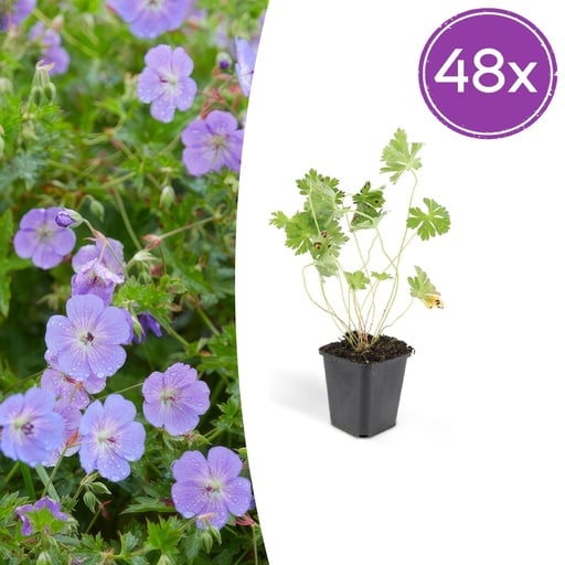 "Storchschnabel 48er-Set (Geranium romanum) – winterharte Staude, Topf-Ø 9 cm, Höhe ca. 25 cm image"