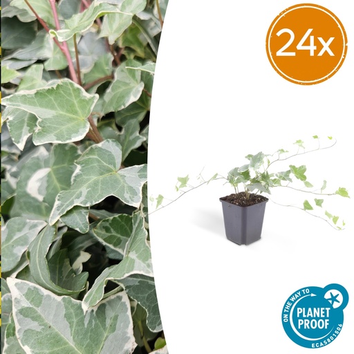 "24x Hedera helix 'Glacier' - ↕10-25cm - Ø9cm image"
