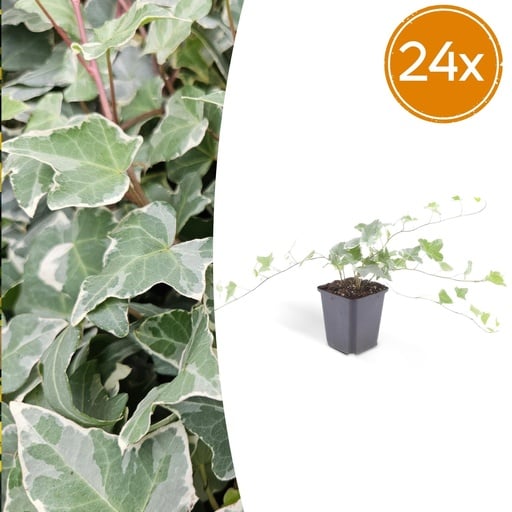 "Efeu 'Glacier' 24er-Set (Hedera helix) – winterharte Kletterpflanze, Topf-Ø 9 cm, Höhe ca. 25 cm image"