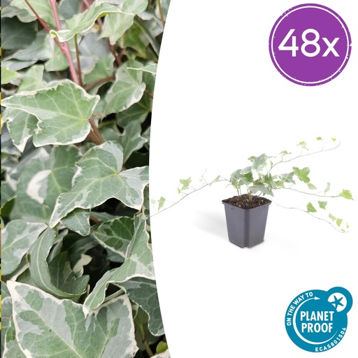 "Efeu 'Glacier' 48er-Set (Hedera helix) – winterharte Kletterpflanze, Topf-Ø 9 cm, Höhe ca. 25 cm image"