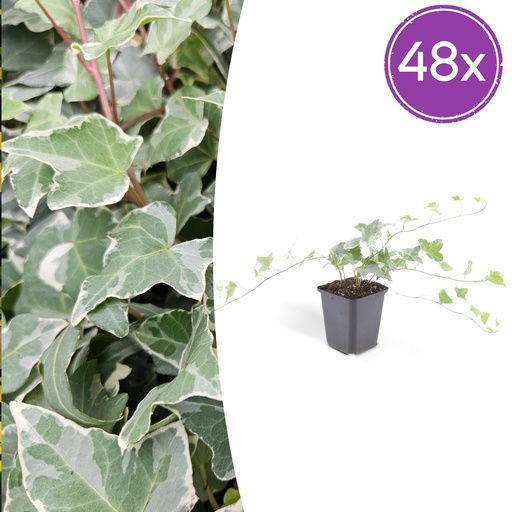 "Efeu 'Glacier' 48er-Set (Hedera helix) – winterharte Kletterpflanze, Topf-Ø 9 cm, Höhe ca. 25 cm image"