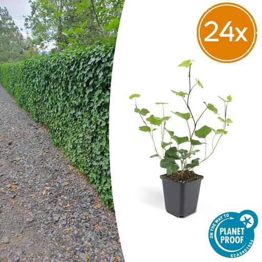"24x Hedera Hibernica - ↕10-25cm - Ø9cm image"