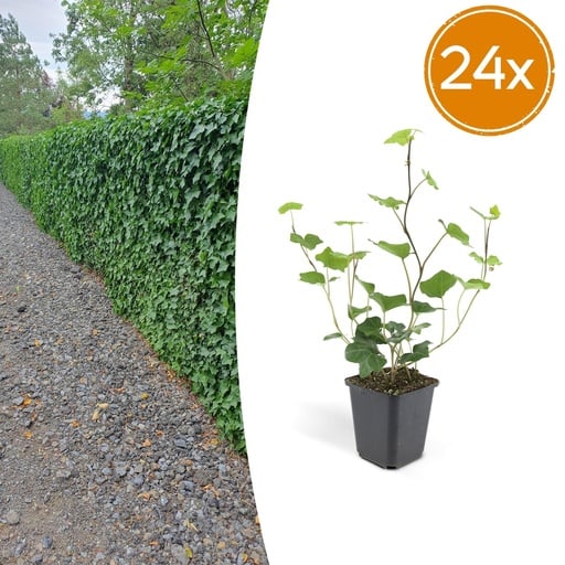 "Irischer Efeu 24er-Set (Hedera hibernica) – winterharte Kletterpflanze, Topf-Ø 9 cm, Höhe ca. 25 cm image"