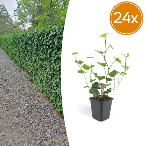 "Irischer Efeu 24er-Set (Hedera hibernica) – winterharte Kletterpflanze, Topf-Ø 9 cm, Höhe ca. 25 cm image"