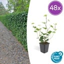 48x Hedera Hibernica - ↕10-25cm - Ø9cm