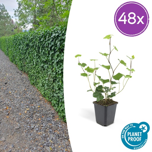 "48x Hedera Hibernica - ↕10-25cm - Ø9cm image"