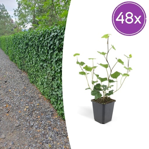 "Irischer Efeu 48er-Set (Hedera hibernica) – winterharte Kletterpflanze, Topf-Ø 9 cm, Höhe ca. 25 cm image"