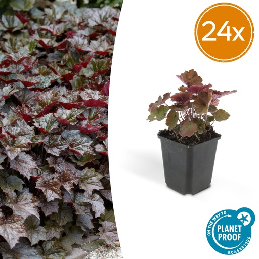 "24x Heuchera mic. 'Palace Purple' - ↕10-25cm - Ø9cm image"