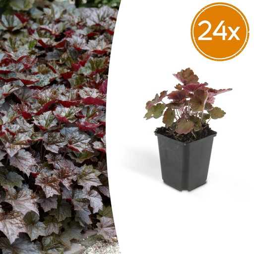 "Purpurglöckchen 'Palace Purple' 24er-Set (Heuchera micrantha) – winterharte Blattschmuckstaude, Topf-Ø 9 cm, Höhe ca. 25 cm image"