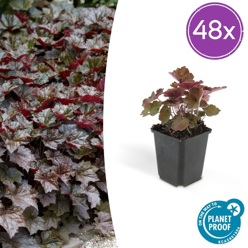 "Purpurglöckchen 'Palace Purple' 48er-Set (Heuchera micrantha) – winterharte Blattschmuckstaude, Topf-Ø 9 cm, Höhe ca. 25 cm image"