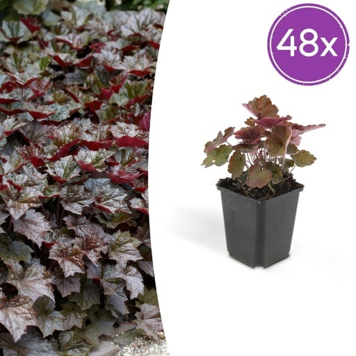 "Purpurglöckchen 'Palace Purple' 48er-Set (Heuchera micrantha) – winterharte Blattschmuckstaude, Topf-Ø 9 cm, Höhe ca. 25 cm image"