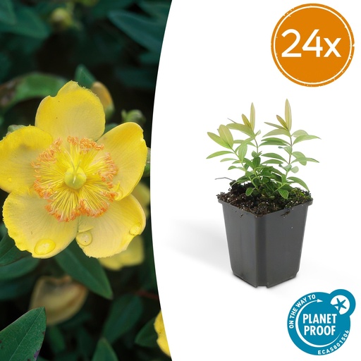 "24x Hypericum calycinum - ↕10-25cm - Ø9cm image"