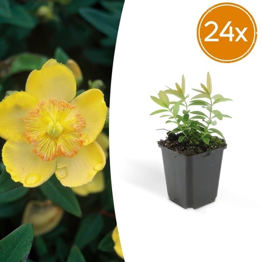 "Großblütiges Johanniskraut 24er-Set (Hypericum calycinum) – winterharter Bodendecker, Topf-Ø 9 cm, Höhe ca. 25 cm image"