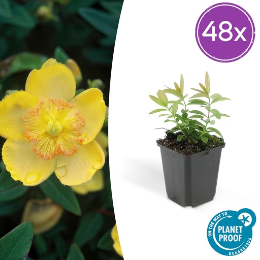 "Großblütiges Johanniskraut 48er-Set (Hypericum calycinum) – winterharter Bodendecker, Topf-Ø 9 cm, Höhe ca. 25 cm image"