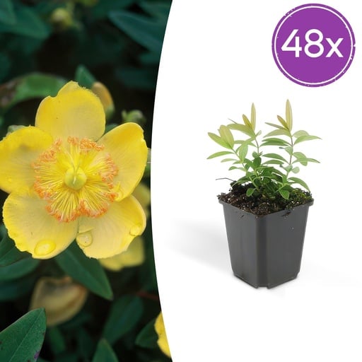 "Großblütiges Johanniskraut 48er-Set (Hypericum calycinum) – winterharter Bodendecker, Topf-Ø 9 cm, Höhe ca. 25 cm image"