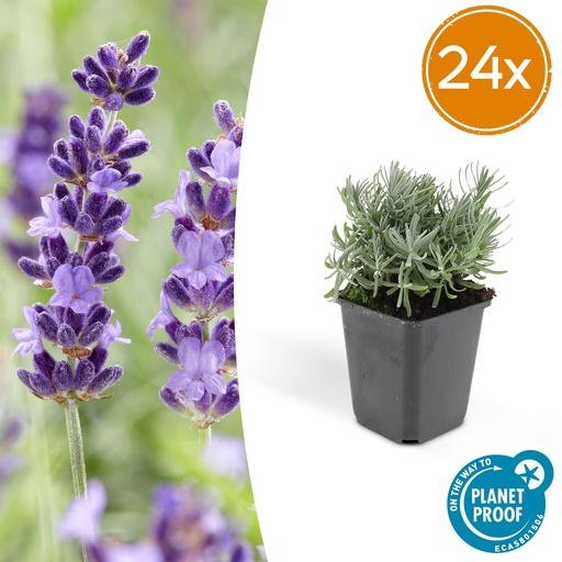 "24x Lavandula 'Hidcote' - ↕10-25cm - Ø9cm image"