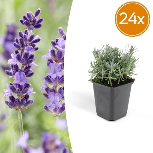 "Echter Lavendel 'Hidcote' 24er-Set (Lavandula angustifolia) – winterharte Staude, Topf-Ø 9 cm, Höhe ca. 25 cm image"