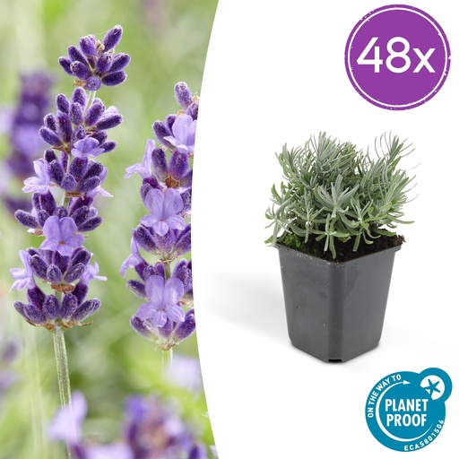 "48x Lavandula 'Hidcote' - ↕10-25cm - Ø9cm image"