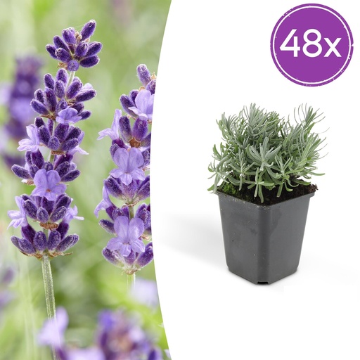 "Echter Lavendel 'Hidcote' 48er-Set (Lavandula angustifolia) – winterharte Staude, Topf-Ø 9 cm, Höhe ca. 25 cm image"