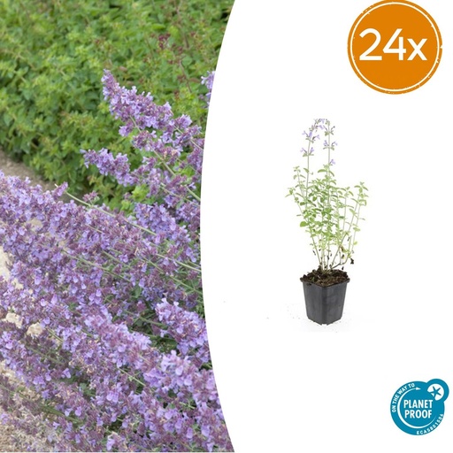 "24x Nepeta 'Walker's Low' - ↕10-25cm - Ø9cm image"