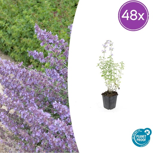 "48x Nepeta 'Walker's Low' - ↕10-25cm - Ø9cm image"