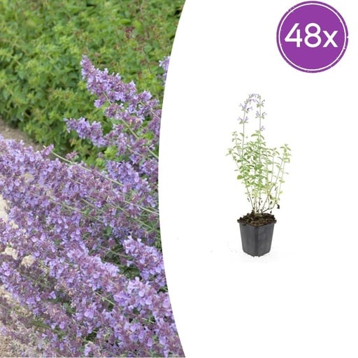 "Katzenminze 'Walker' 48er-Set (Nepeta s) – winterharte Staude, Topf-Ø 9 cm, Höhe ca. 25 cm image"