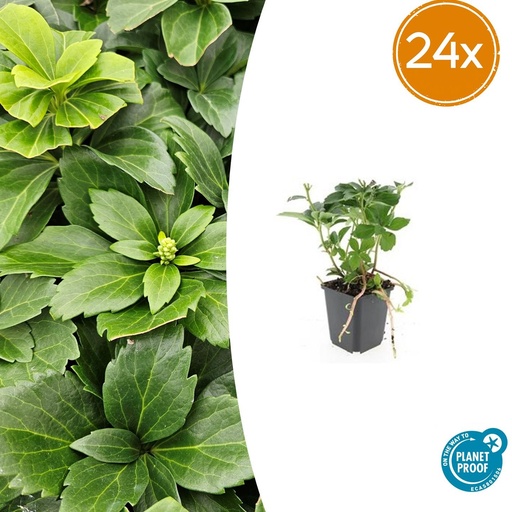 "24x Pachysandra terminalis - ↕10-25cm - Ø9cm image"