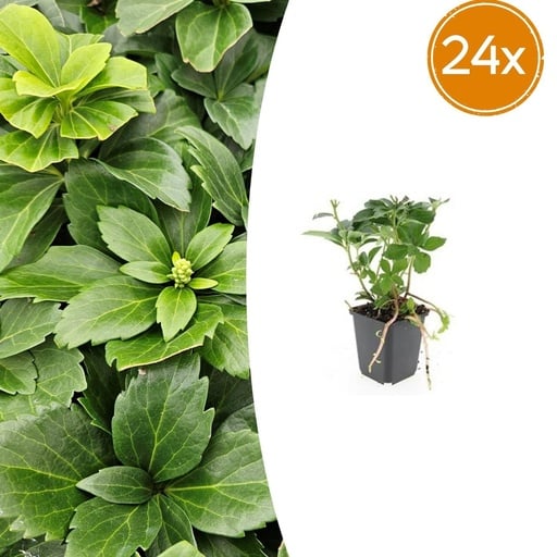 "Dickmännchen 24er-Set (Pachysandra terminalis) – winterharter Bodendecker, Topf-Ø 9 cm, Höhe ca. 25 cm image"