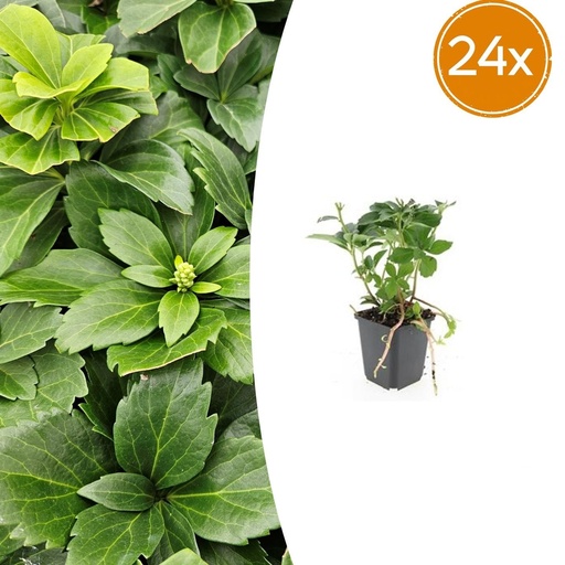 "Dickmännchen 24er-Set (Pachysandra terminalis) – winterharter Bodendecker, Topf-Ø 9 cm, Höhe ca. 25 cm image"