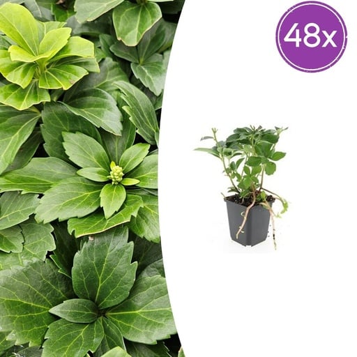 "Dickmännchen 48er-Set (Pachysandra terminalis) – winterharter Bodendecker, Topf-Ø 9 cm, Höhe ca. 25 cm image"