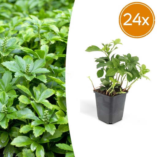 "Dickmännchen 'Green Carpet' 24er-Set (Pachysandra terminalis) – winterharter Bodendecker, Topf-Ø 9 cm, Höhe ca. 25 cm image"