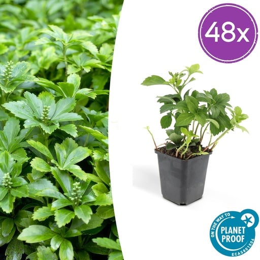 "Ysander 'Green Carpet' 48er-Set (Pachysandra terminalis) – winterharte Bodendecker-Staude, Topf-Ø 9 cm, Höhe ca. 25 cm image"