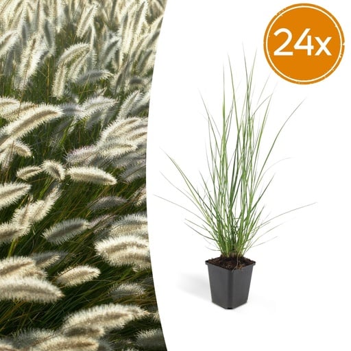 "Lampenputzergras 'Hameln' 24er-Set (Cenchrus) – winterhartes Ziergras, Topf-Ø 9 cm, Höhe ca. 25 cm image"