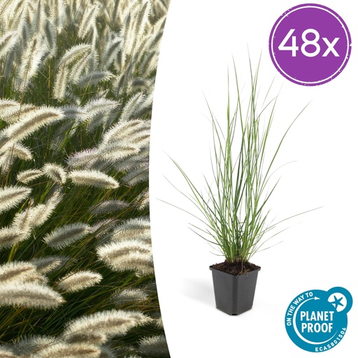 "48x Pennisetum alopecuroides 'Hameln' - ↕10-25cm - Ø9cm image"