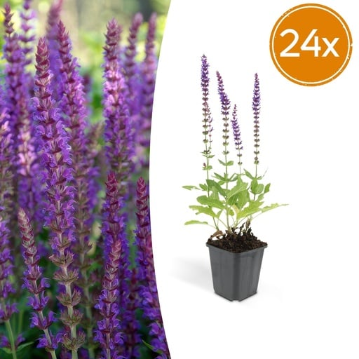 "Steppen-Salbei 'Ostfriesland' 24er-Set (Salvia nemorosa) – winterharte Staude, Topf-Ø 9 cm, Höhe ca. 25 cm image"