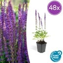 48x Salvia nem. 'Ostfriesland' - ↕10-25cm - Ø9cm
