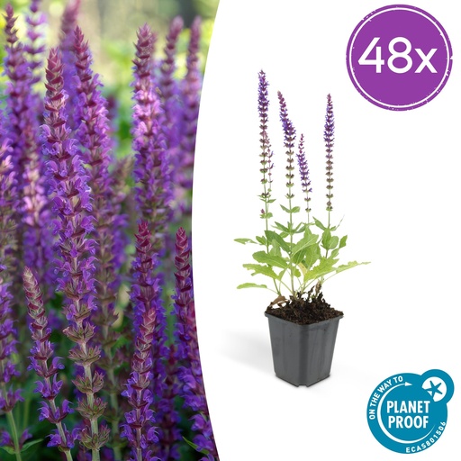 "48x Salvia nem. 'Ostfriesland' - ↕10-25cm - Ø9cm image"