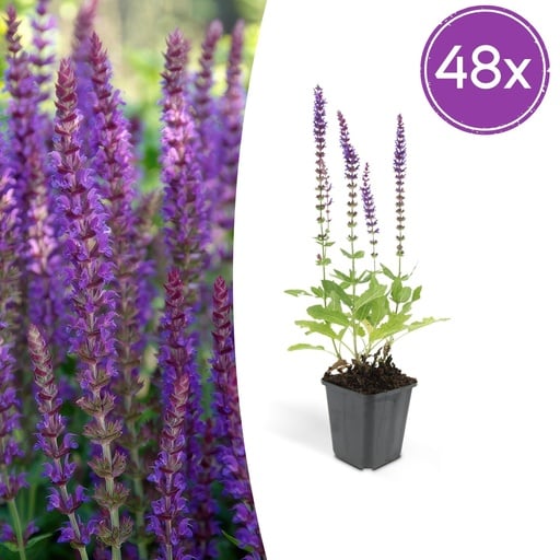 "Steppen-Salbei 'Ostfriesland' 48er-Set (Salvia nemorosa) – winterharte Staude, Topf-Ø 9 cm, Höhe ca. 25 cm image"