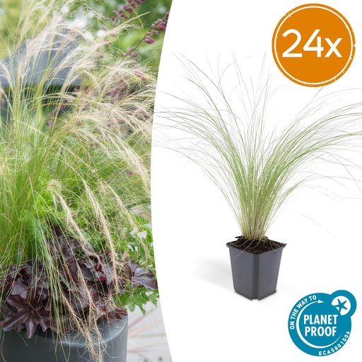 "24x Stipa tenuissima 'Ponytails' - ↕10-25cm - Ø9cm image"
