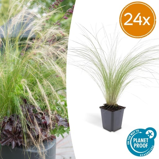 "Federgras 'Ponytails' 24er-Set (Stipa tenuissima) – winterhartes Ziergras, Topf-Ø 9 cm, Höhe ca. 25 cm image"