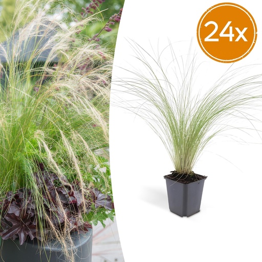 "Federgras 'Ponytails' 24er-Set (Stipa tenuissima) – winterhartes Ziergras, Topf-Ø 9 cm, Höhe ca. 25 cm image"
