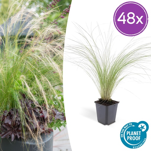 "48x Stipa tenuissima 'Ponytails' - ↕10-25cm - Ø9cm image"