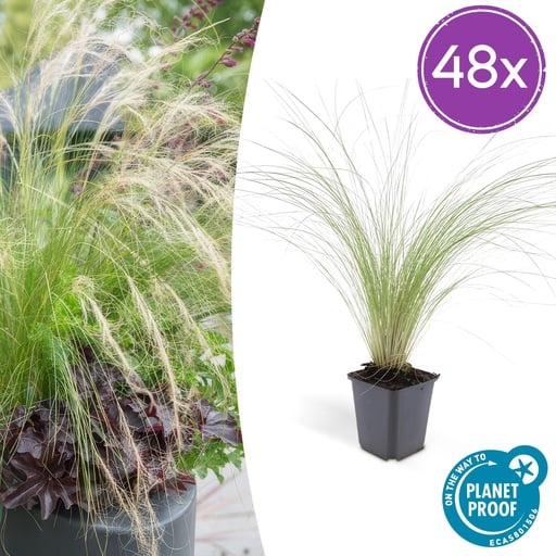 "Federgras 'Ponytails' 48er-Set (Stipa tenuissima) – winterhartes Ziergras, Topf-Ø 9 cm, Höhe ca. 25 cm image"