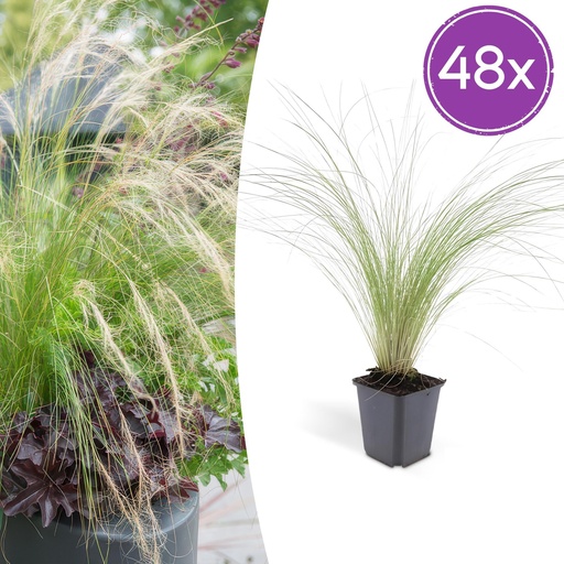 "Federgras 'Ponytails' 48er-Set (Stipa tenuissima) – winterhartes Ziergras, Topf-Ø 9 cm, Höhe ca. 25 cm image"
