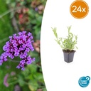 24x Verbena bonariensis - ↕10-25cm - Ø9cm