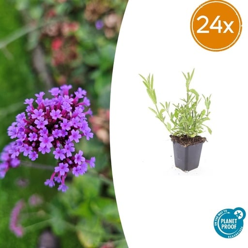 "Patagonisches Eisenkraut 24er-Set (Verbena bonariensis) – winterharte Staude, Topf-Ø 9 cm, Höhe ca. 25 cm image"