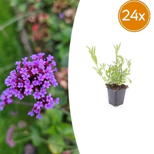 "Patagonisches Eisenkraut 24er-Set (Verbena bonariensis) – winterharte Staude, Topf-Ø 9 cm, Höhe ca. 25 cm image"