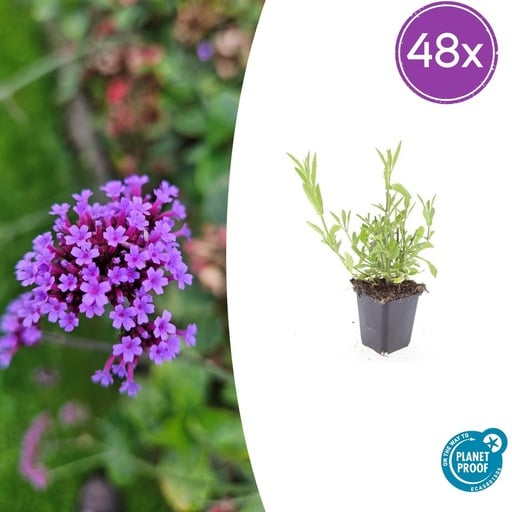 "Patagonisches Eisenkraut 48er-Set (Verbena bonariensis) – winterharte Staude, Topf-Ø 9 cm, Höhe ca. 25 cm image"