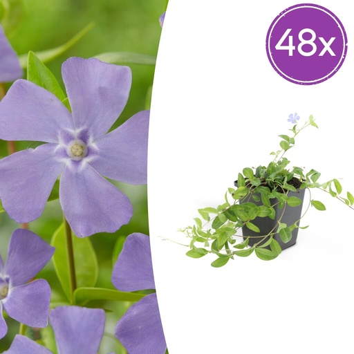 "Immergrün 48er-Set (Vinca minor) – winterharter Bodendecker, Topf-Ø 9 cm, Höhe ca. 25 cm image"