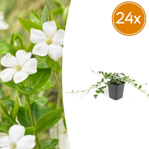 "Immergrün 'Alba' 24er-Set (Vinca minor) – winterharter Bodendecker, Topf-Ø 9 cm, Höhe ca. 25 cm image"